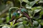 Pair of Green-crowned brilliant-Ecuador Art Print